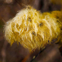 Wild White Clematis – November 14, 2024 365 Project