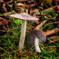 Nestled In The Leaves – November 10, 2024 365 Project