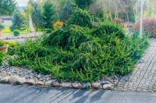 Amazing Weeping Norway Spruce – November 12, 2024 365 Project