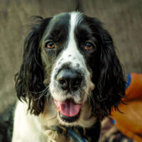 My Springer Spaniel Caden – December 2, 2024 365 Project