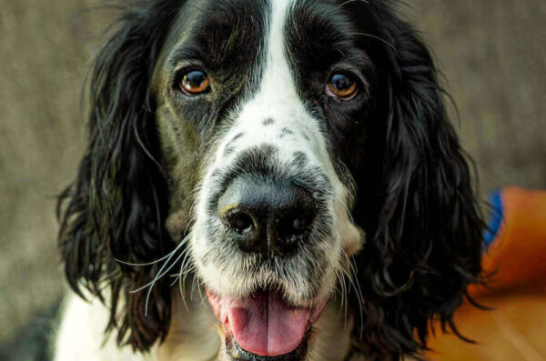 My Springer Spaniel Caden – December 2, 2024 365 Project
