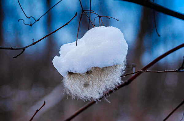 Abominable Snowman Face on Clematis – December 6, 2024 365 Project