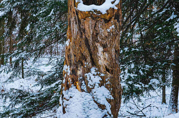 Hollow Tree – December 3, 2024 365 Project