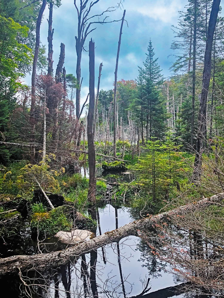 An image taken with an old iPhone of a swamp along the shores of Cranberry Lake in the Adirondack Mountains.