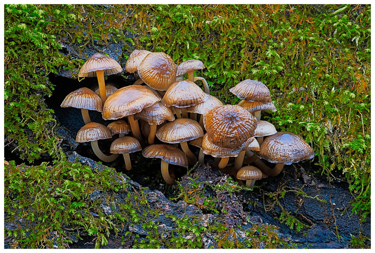 A cluster of mushroom growing out of a hole in a moss covered log during the winter.