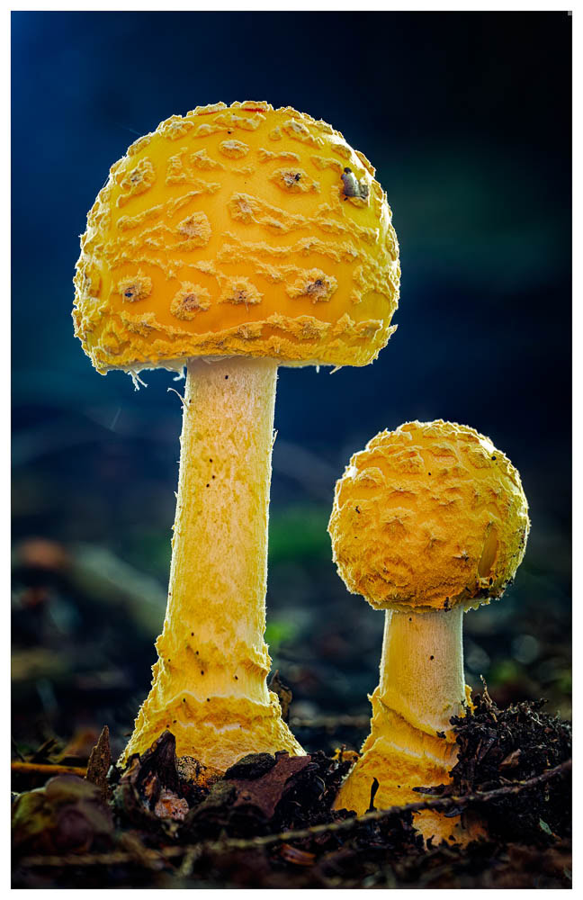 A large and small unknown capped mushrooms framed in front of a deep blue background.