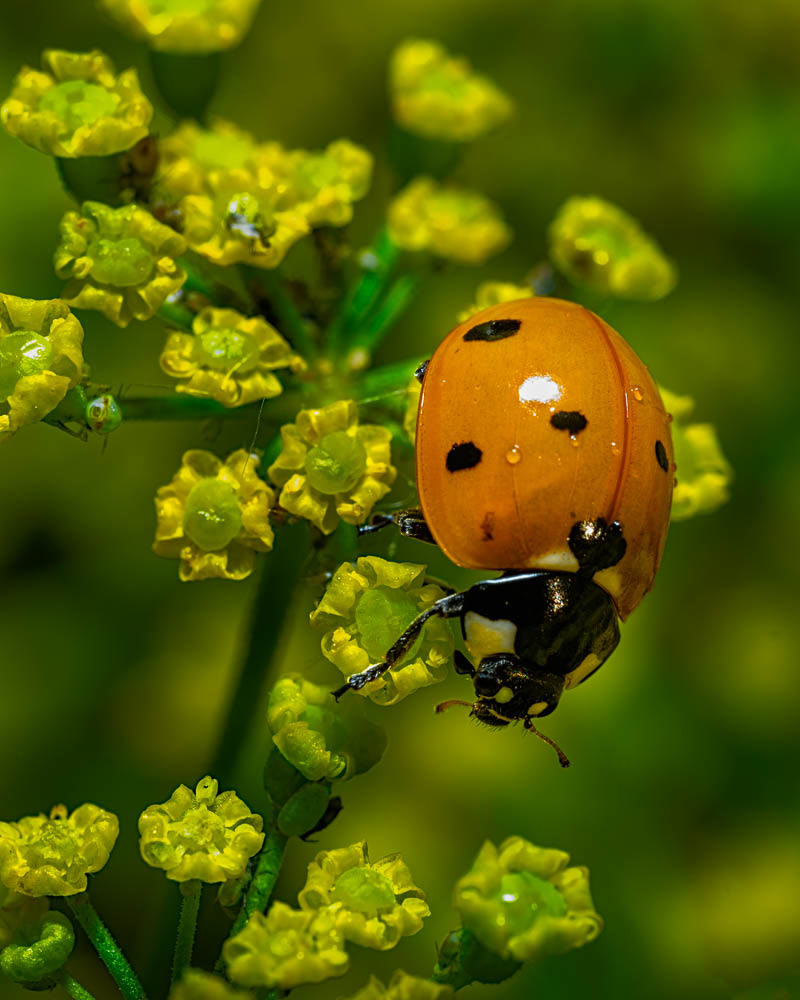 Orange Asian Lady Beetle crawling on parsnip flowers.