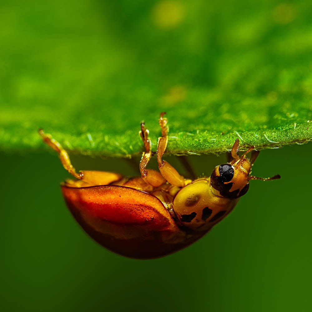An upside down Asian Lady Beetle hanging on a leaf.