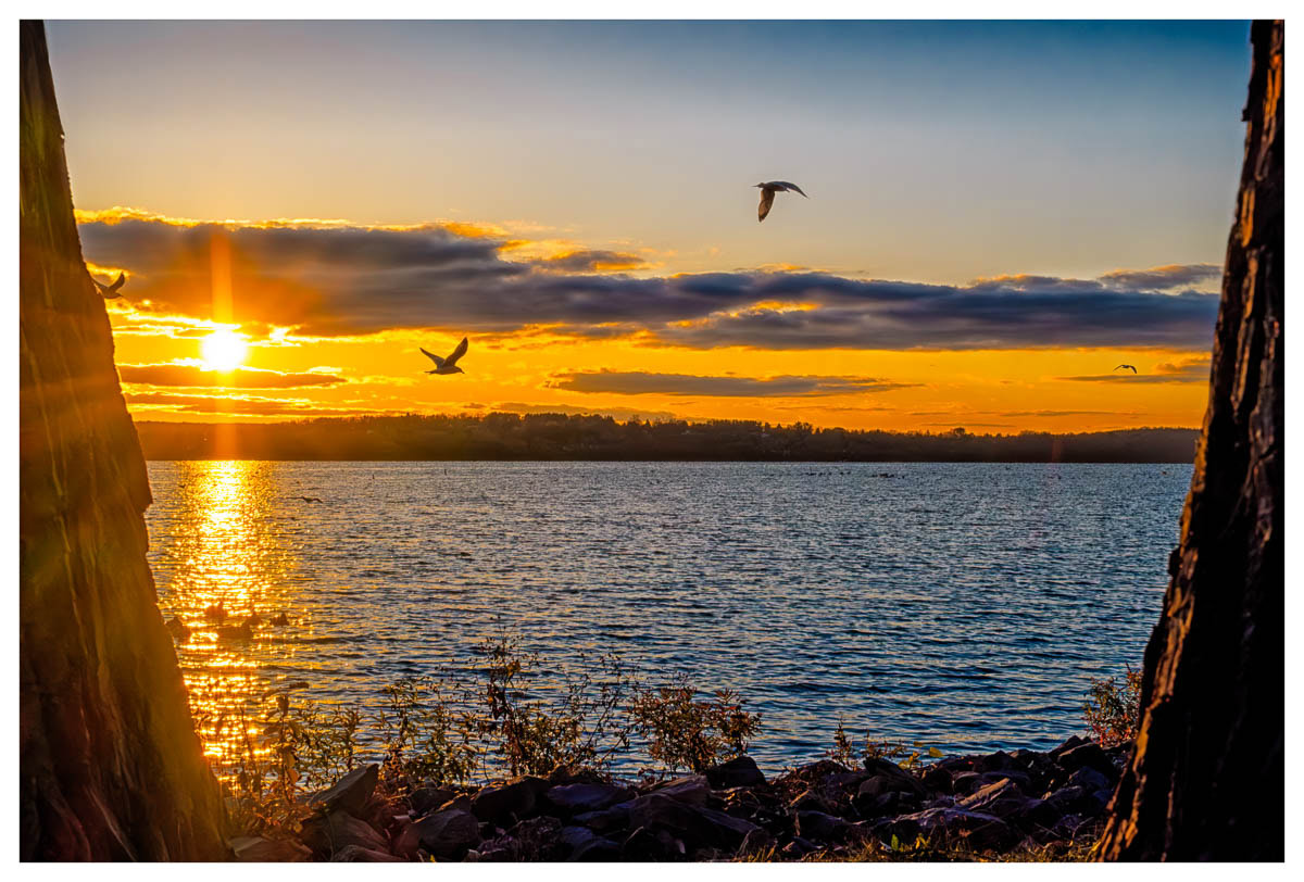 Seagulls flying through the sunset scene at Onondaga Lake Parkway.