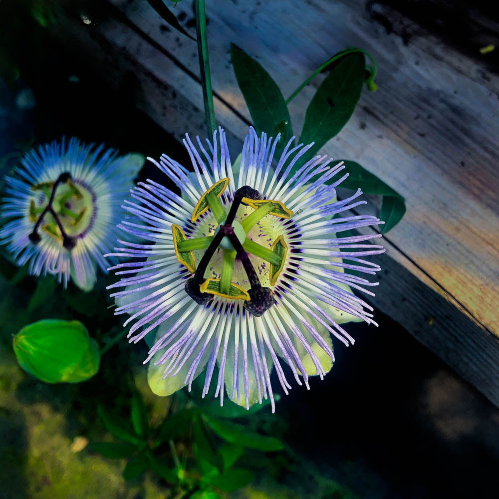 Beautiful Bittersweet Nightshade Flower