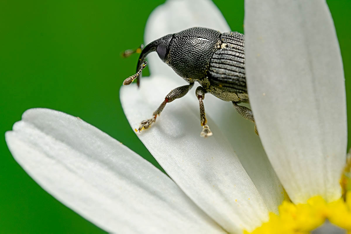 Close-up of a Black Weevil on a flower.