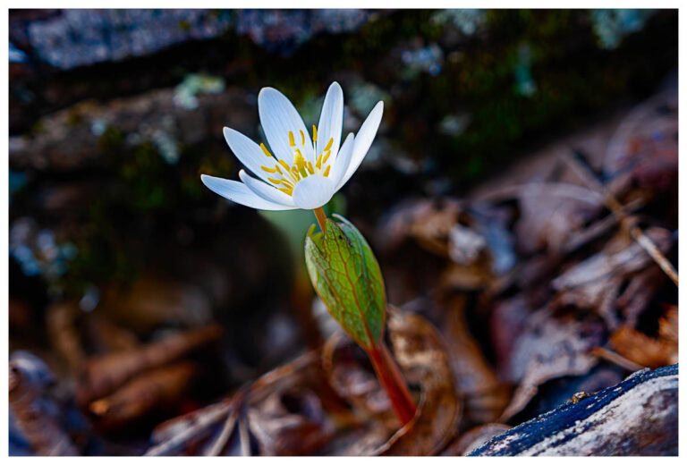 A close-up of a Bloodroot in bloom.