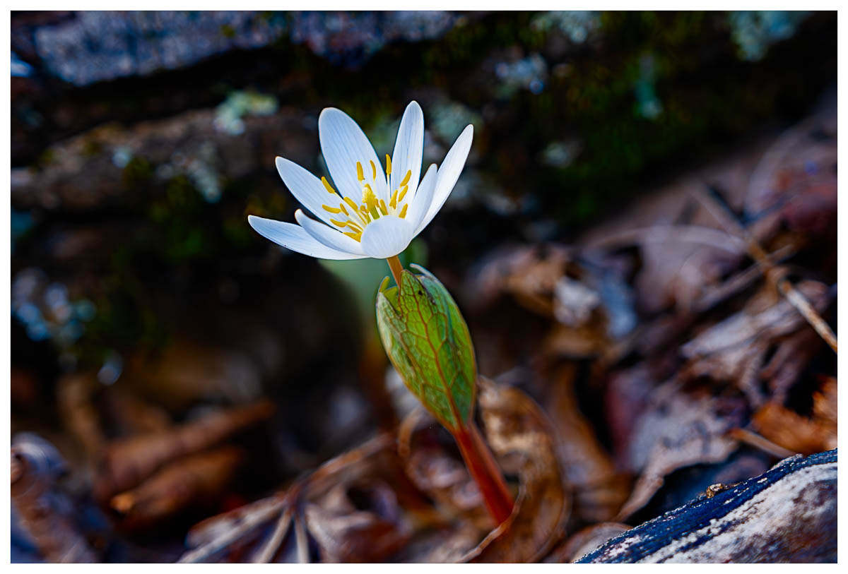 A close-up of a Bloodroot in bloom.