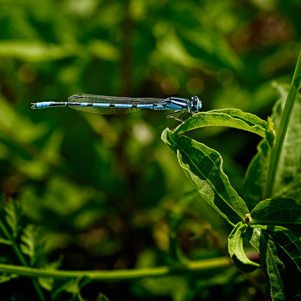 A blue damselfly resting on a plant.
