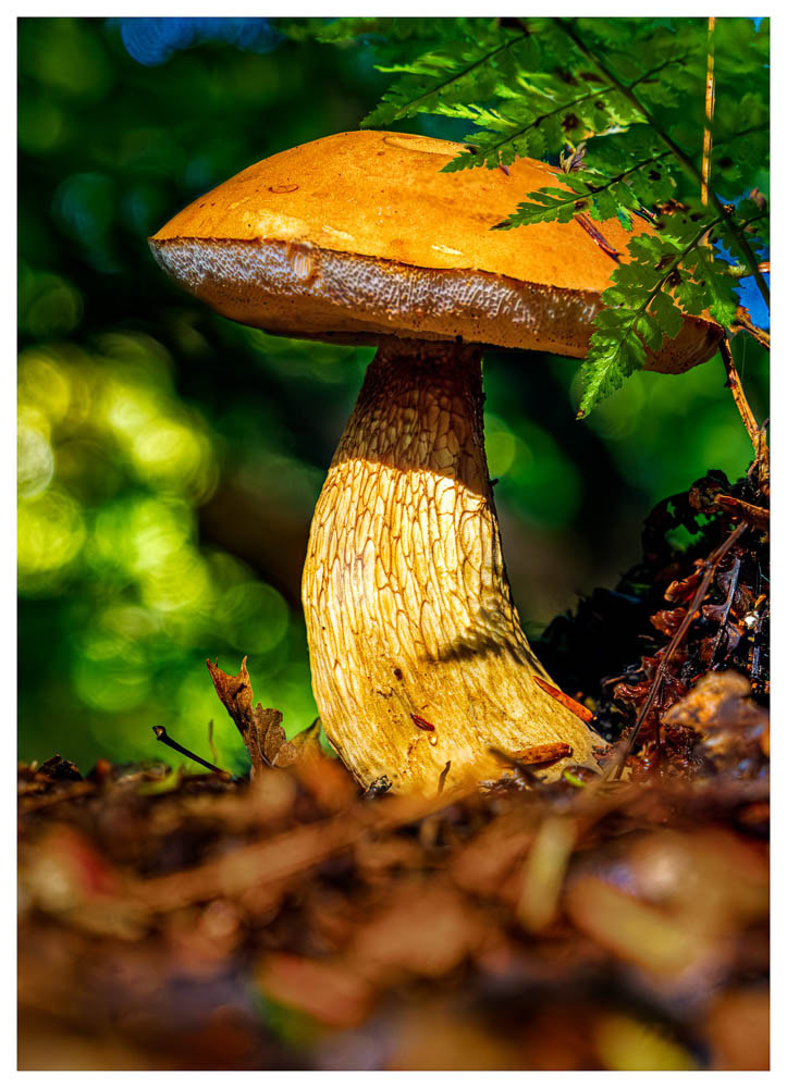 A beautiful Bolete mushroom growing under a fern with wonderful light shining on the mushroom.