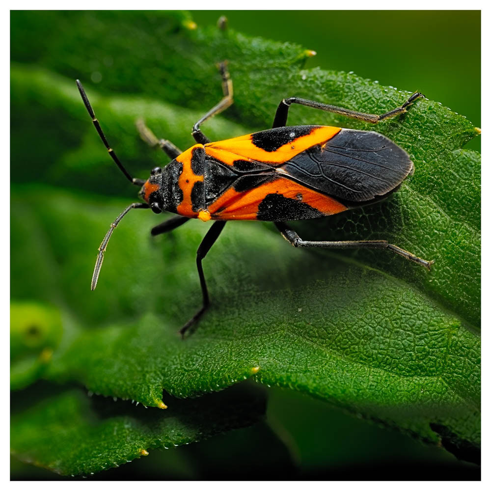 A Boxelder Beetle with a mite attached to the beetle's wing joint.