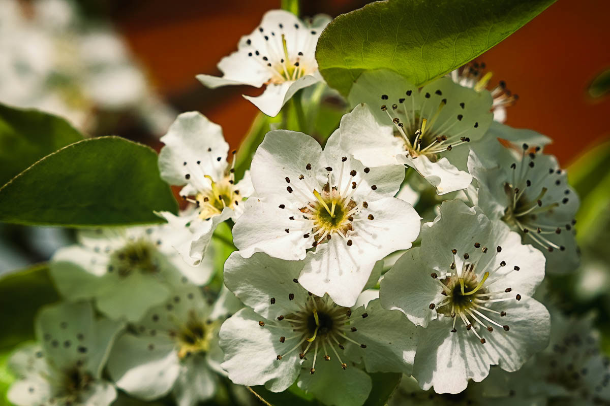 A cluster of Bradford Pear Blooms.