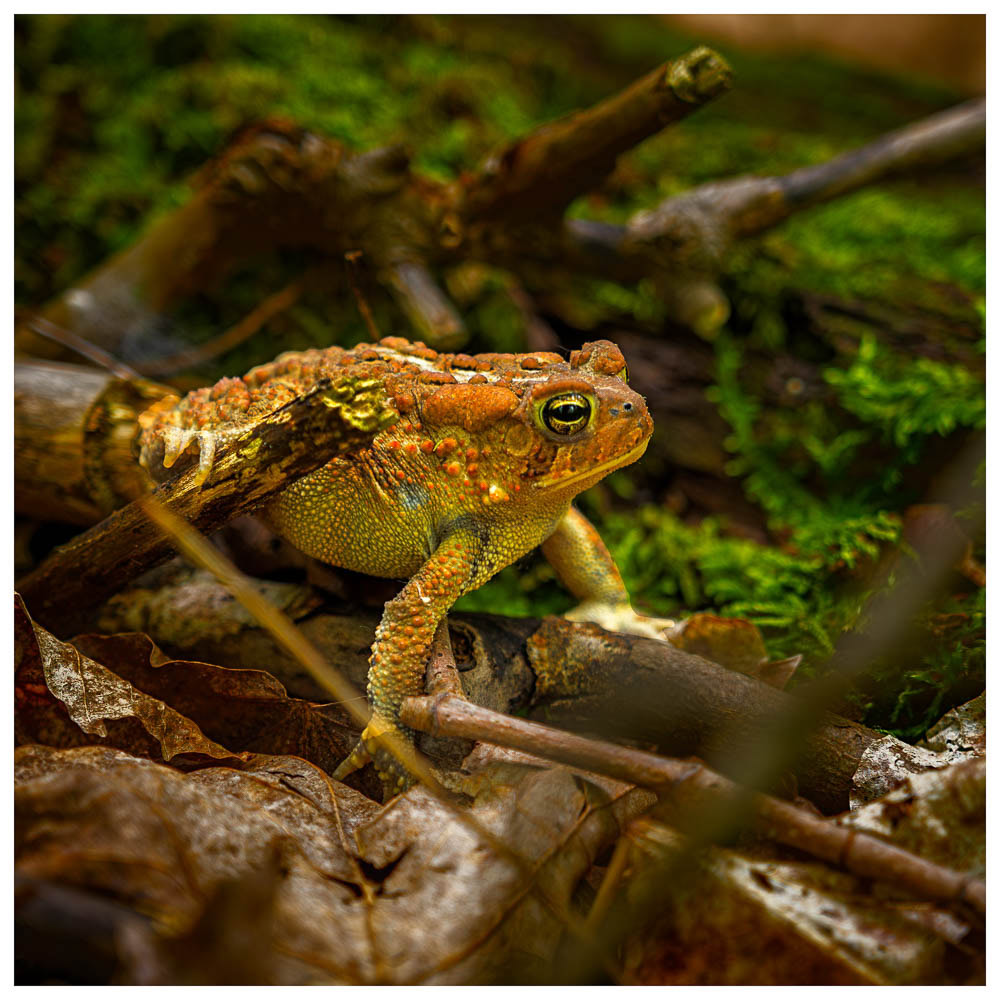 A toad creeping across the forest floor.