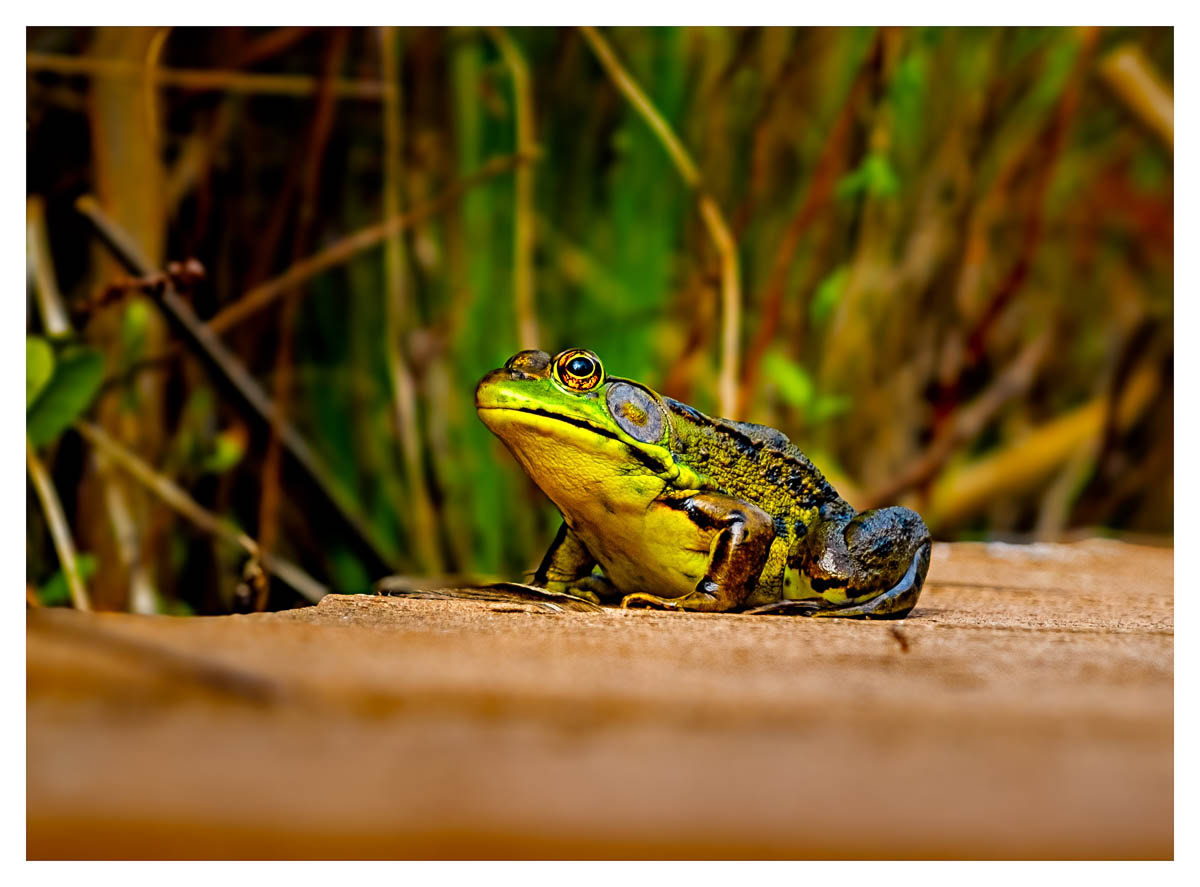 Eye level view of a beautiful green and black bull frog.