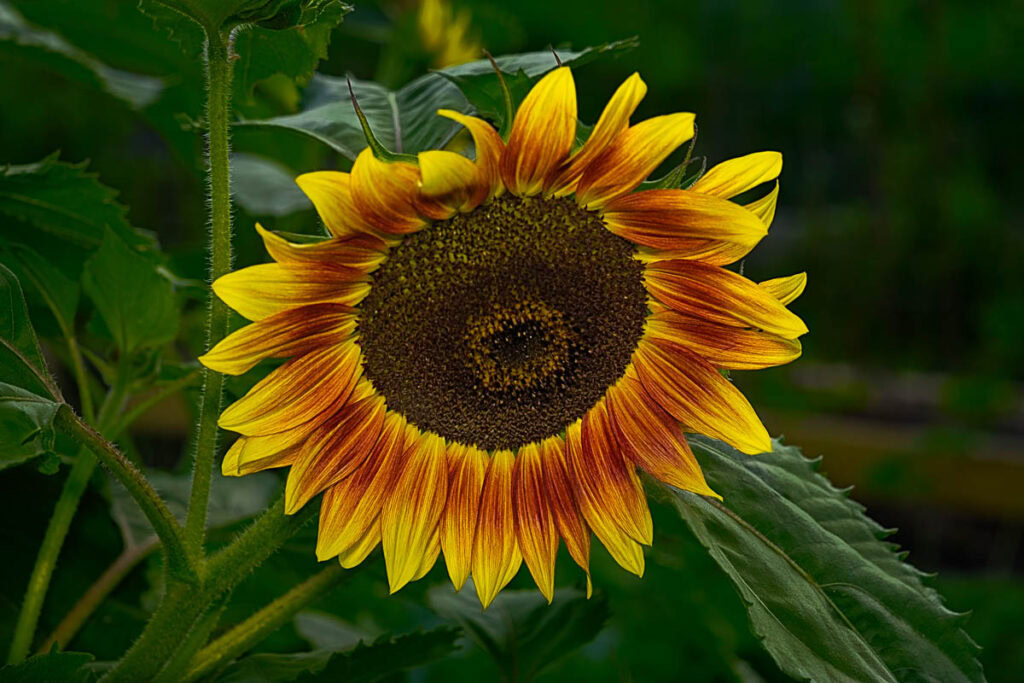 A beautiful Ring of Fire Sunflower - this image has won first place in two different photo competitions.
