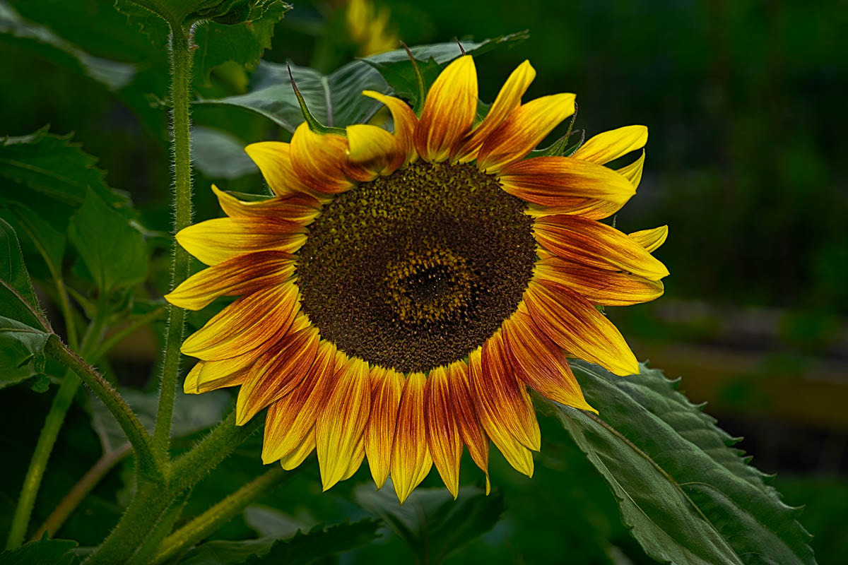 A beautiful Ring of Fire Sunflower - this image has won first place in two different photo competitions.