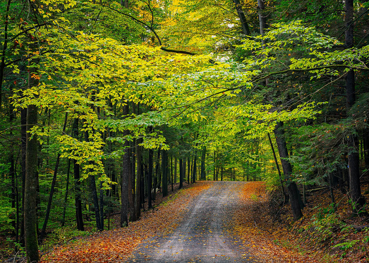 Taking a drive down a country dirt road in autumn.