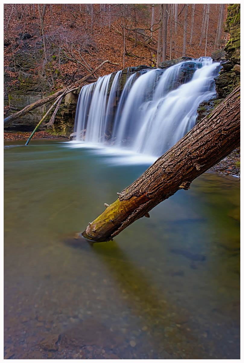 Fallen logs dipping into a pool of water at the upper waterfalls at Great Gully.