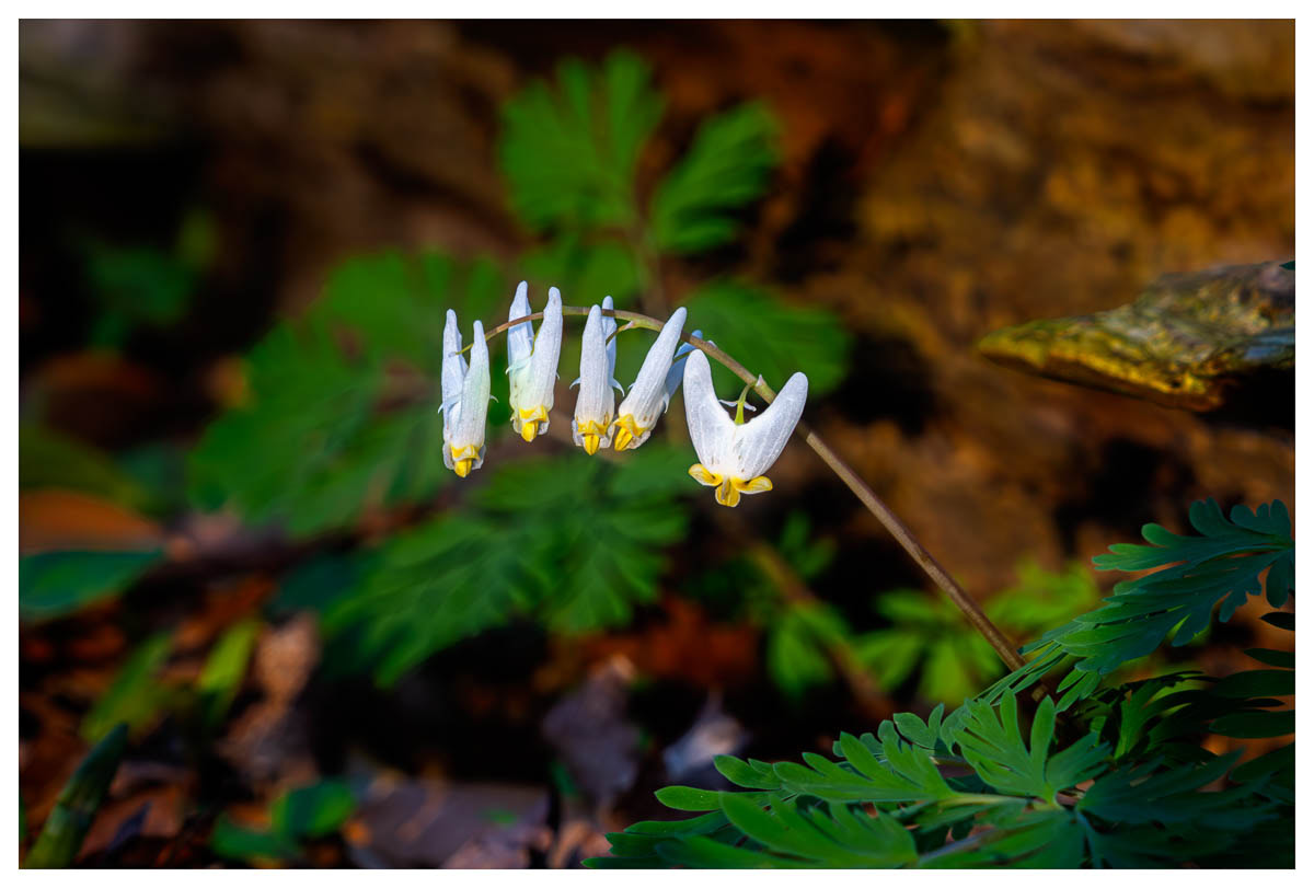 A lovely peduncle of Dutchman's Breeches.