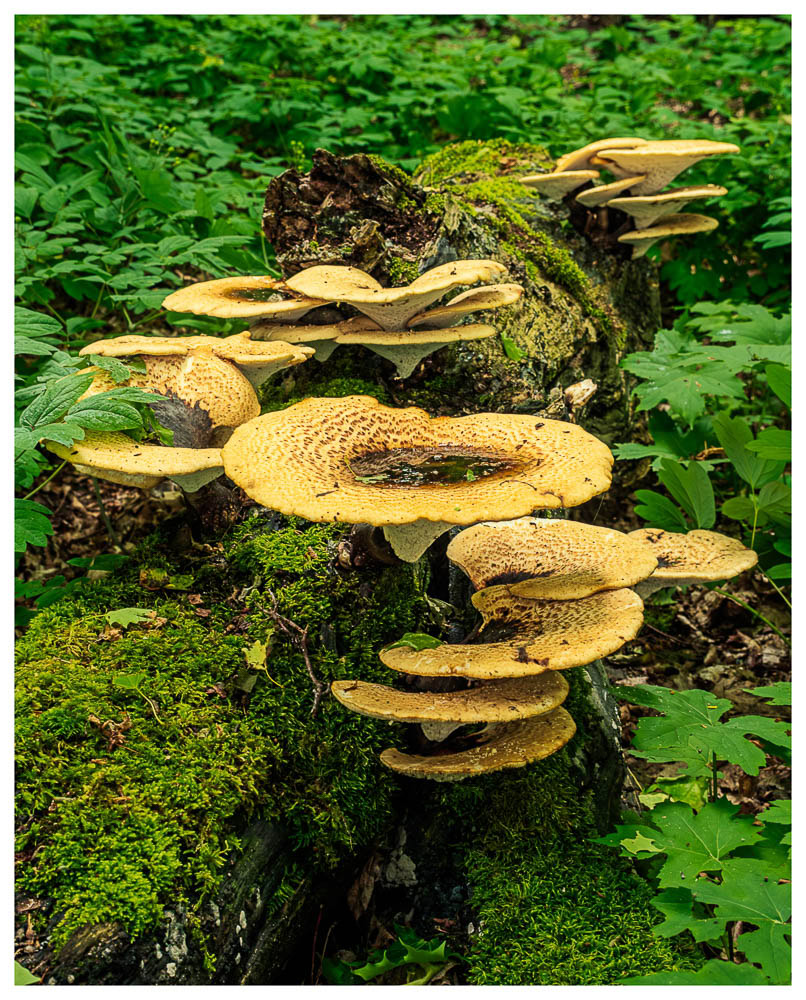 A large cluster of Dyrad's Saddle fungi growing along a log with pools of water in the depression in the mushrooms cap.