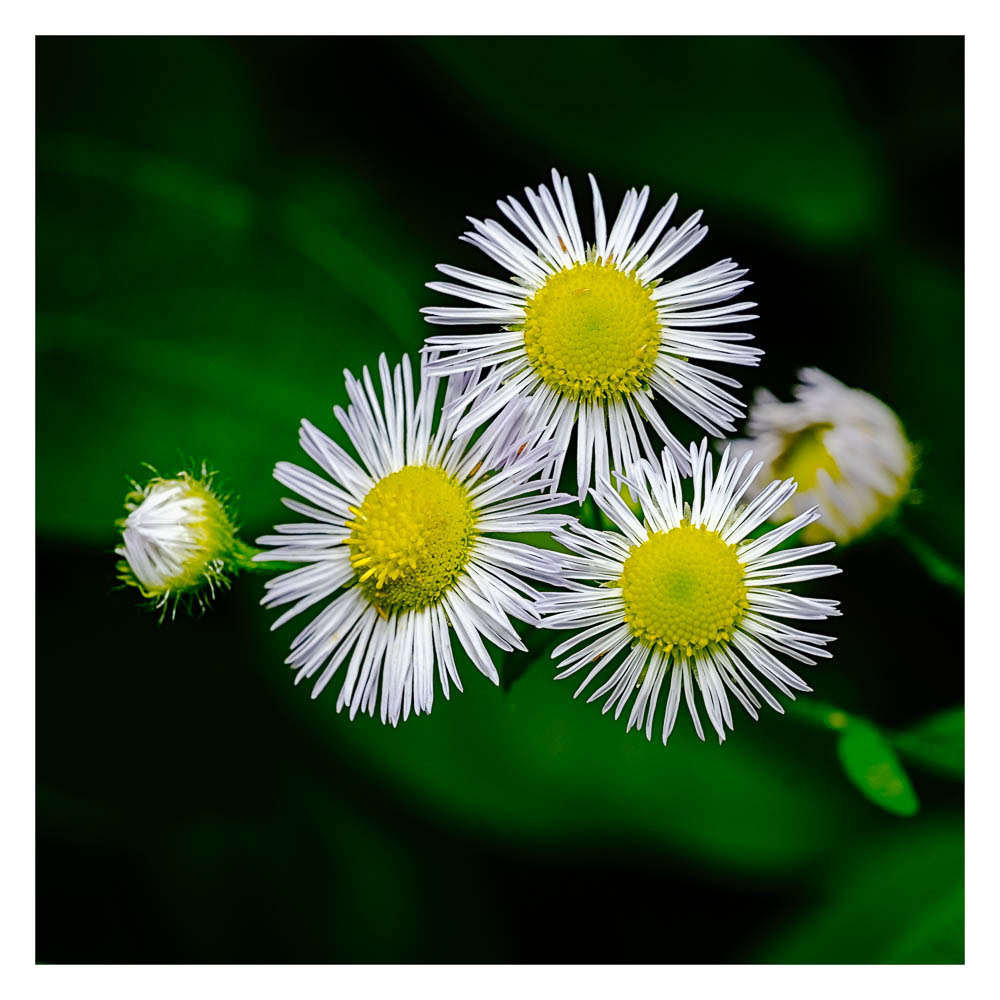 A cluster of three fleabane with another about ready to bloom.