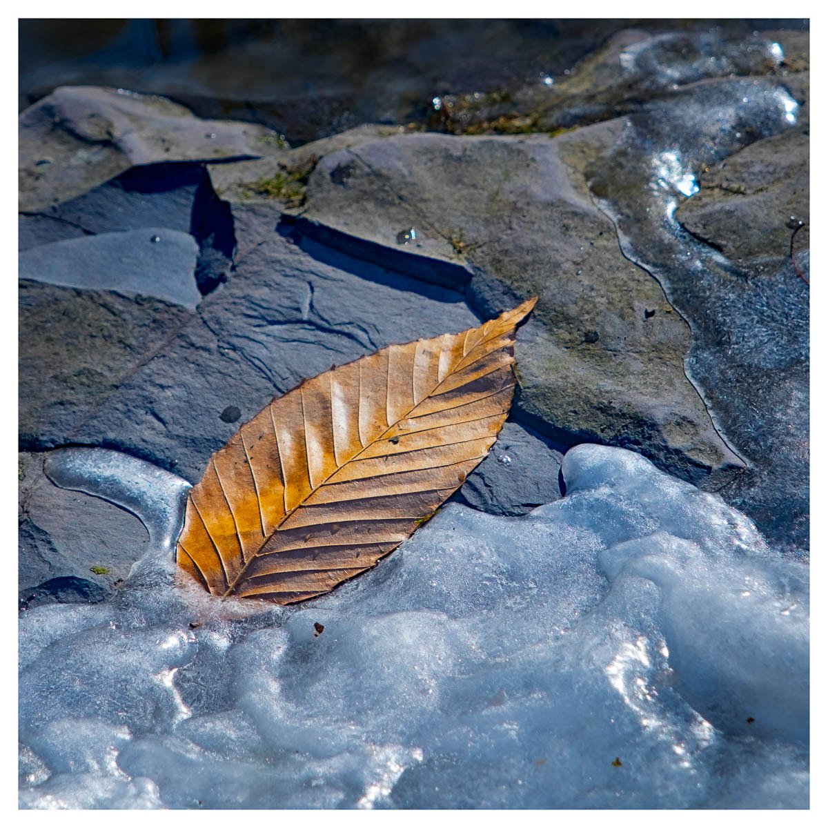 Fallen Beech tree leaf frozen in place along a stream.