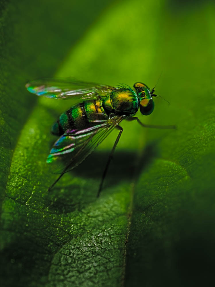 A green fly on a leaf.
