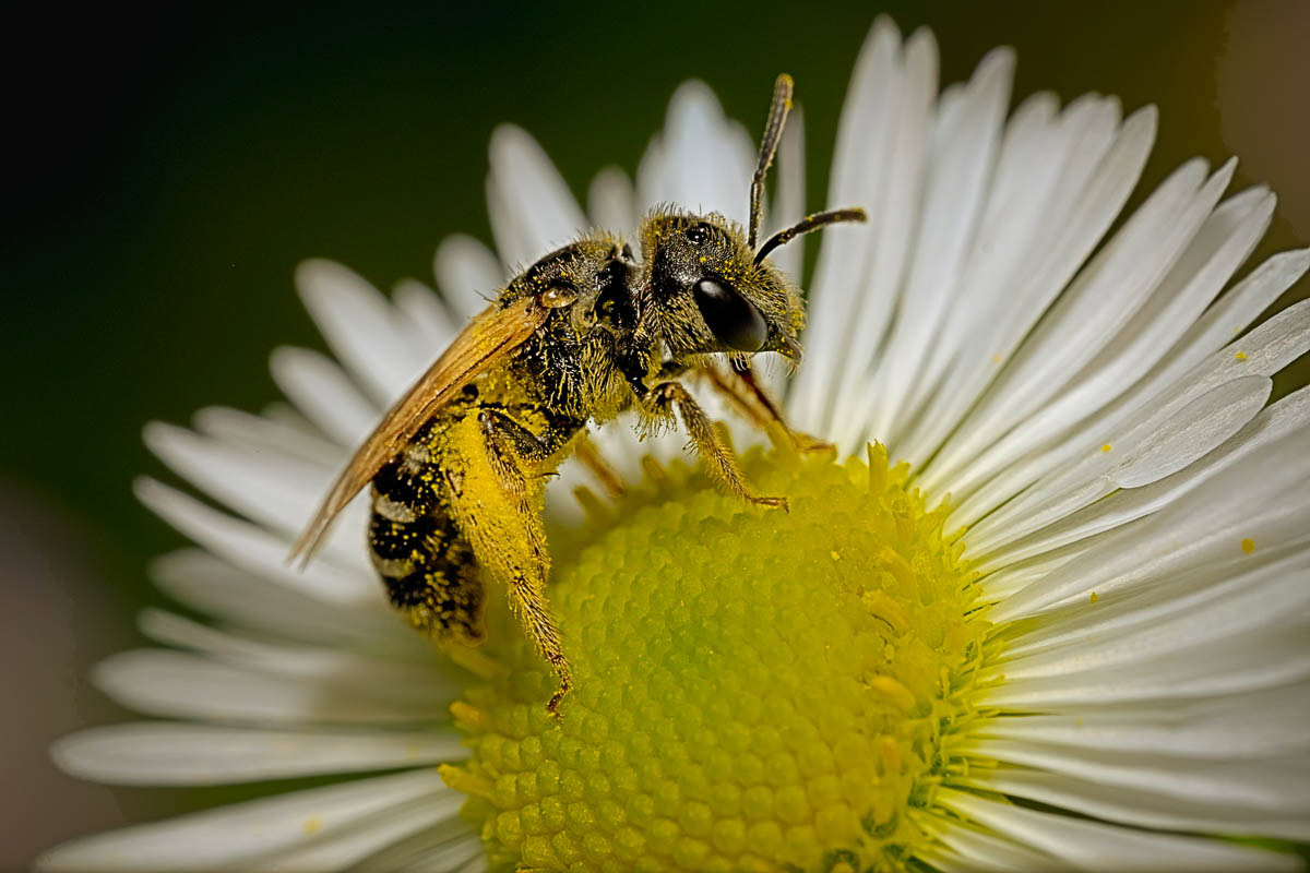Honey Bee covered in yellow pollen.