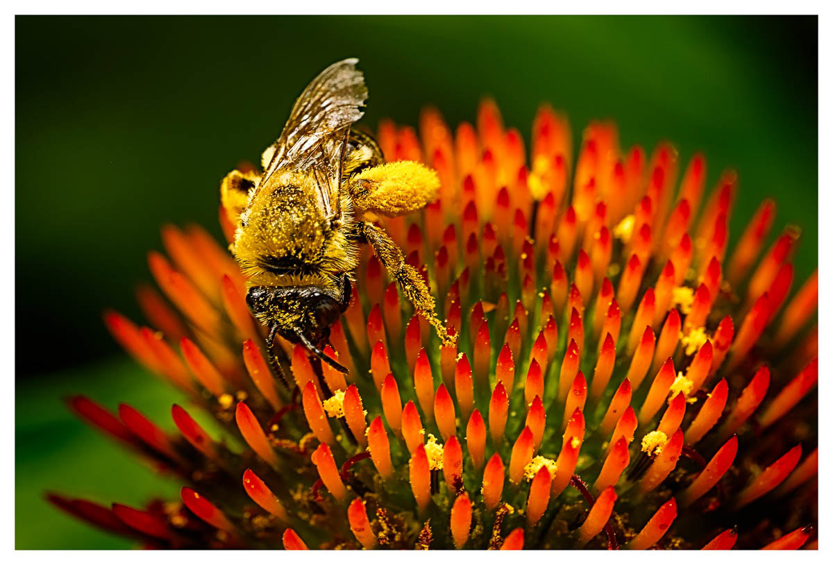 An older Honey Bee covered with pollen on an orange coneflower head.