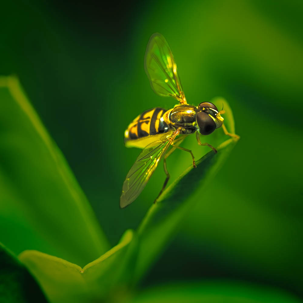 Hover Fly