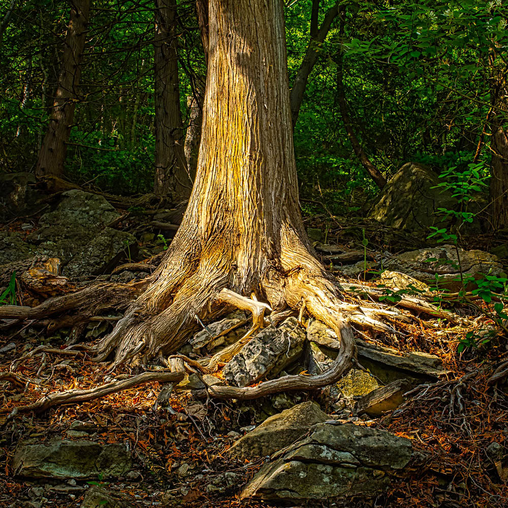 White cedar tree roots exposed with beautiful rays of sunlight highlighting them compared to the darker woods.