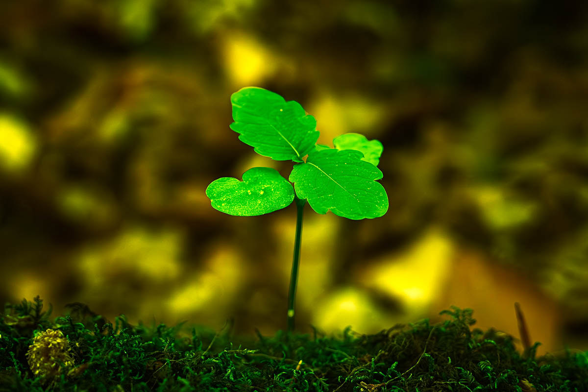 An oak tree seedling with its cotyledons and first true leaves.