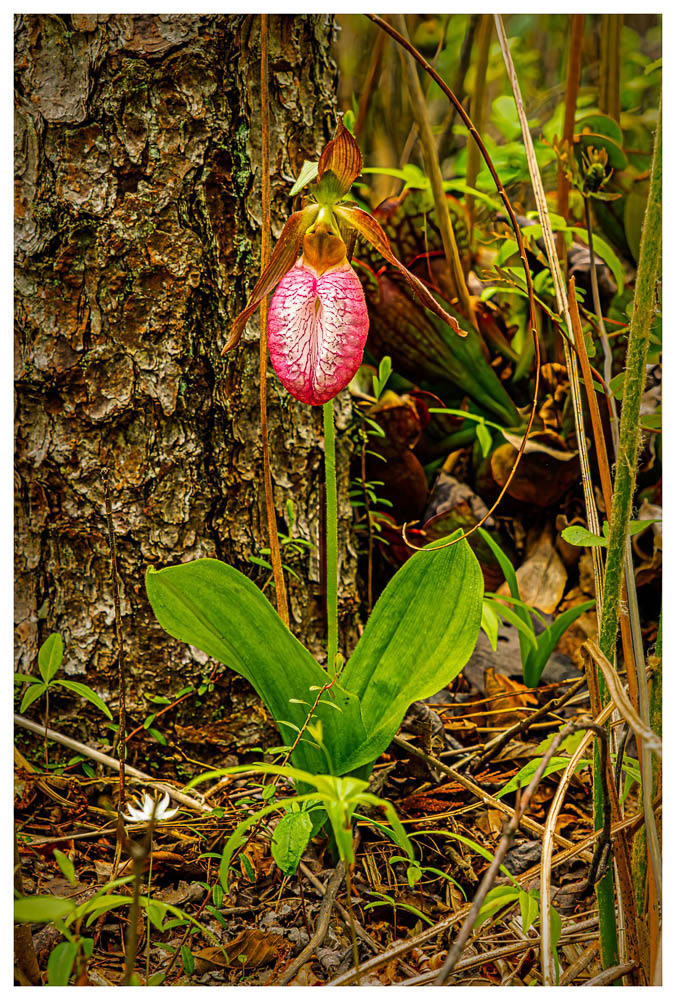 A rose-colored Lady Slipper Orchid.