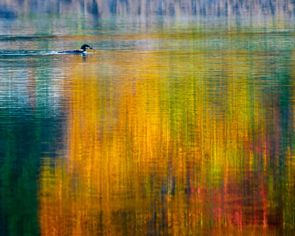A Loon with dinner swimming through the Autumn reflections on Indian Lake.