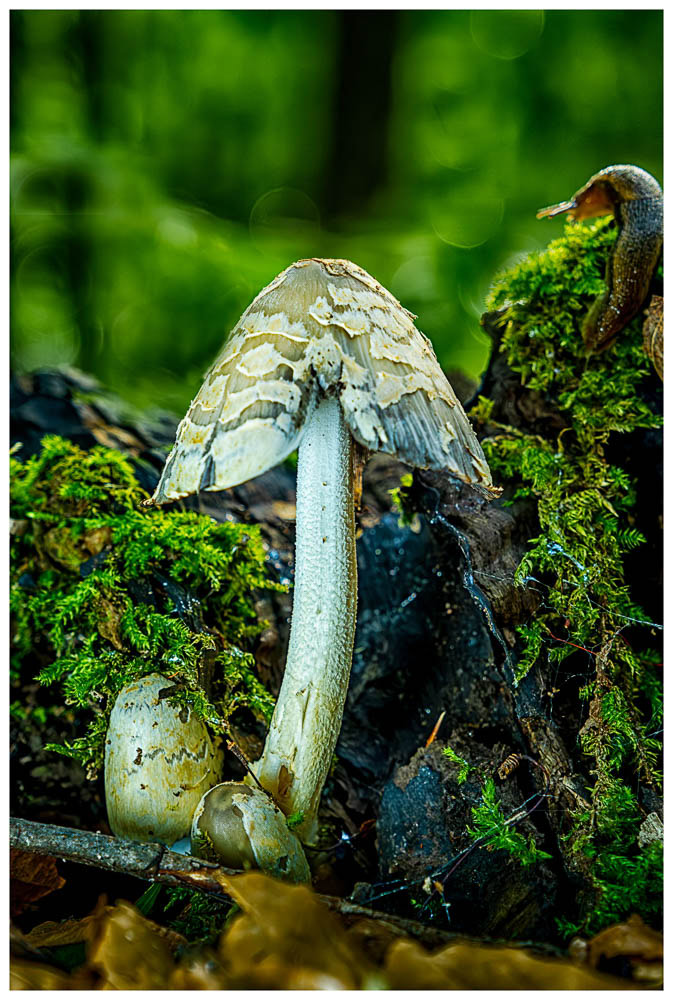 A white and tan mushroom with a couple of smaller ones growing beside it with a slug in the background.