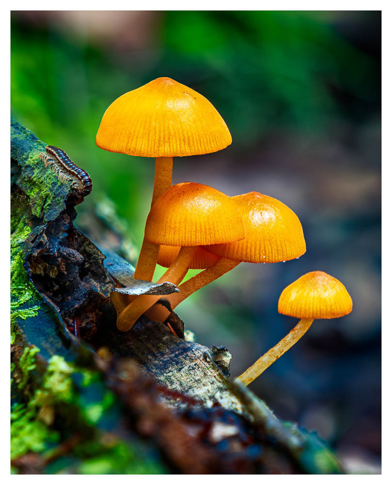 A cluster of Orange Mycena mushrooms and a millipede. Most likely Mycena leaianna.