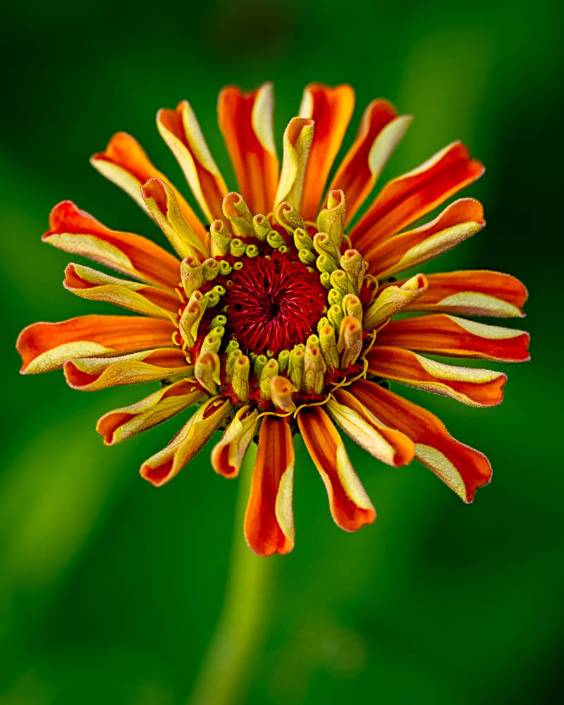 An orange and yellow single petal Zinnia.