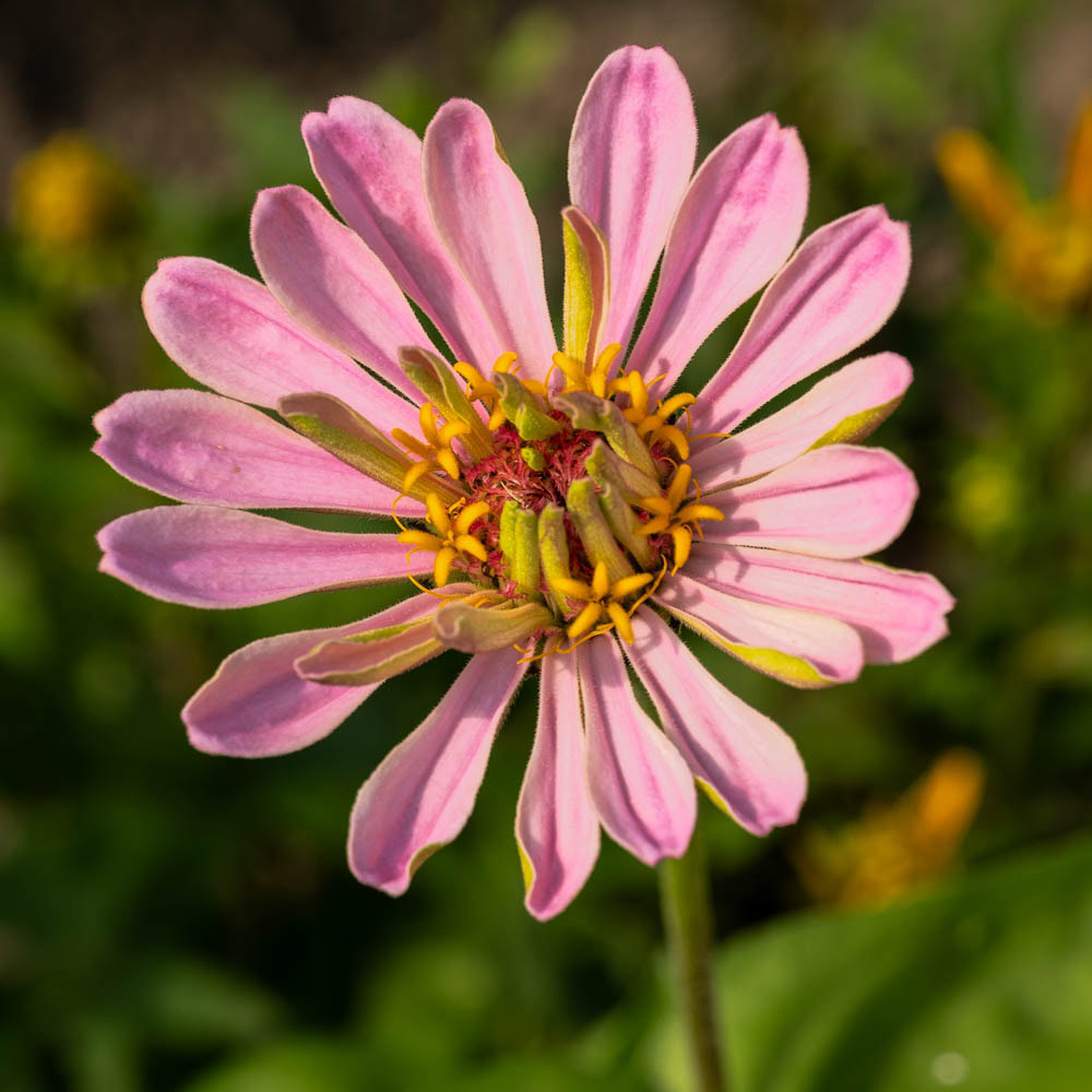 A pink single petal Zinnia with yellow tinged petals.
