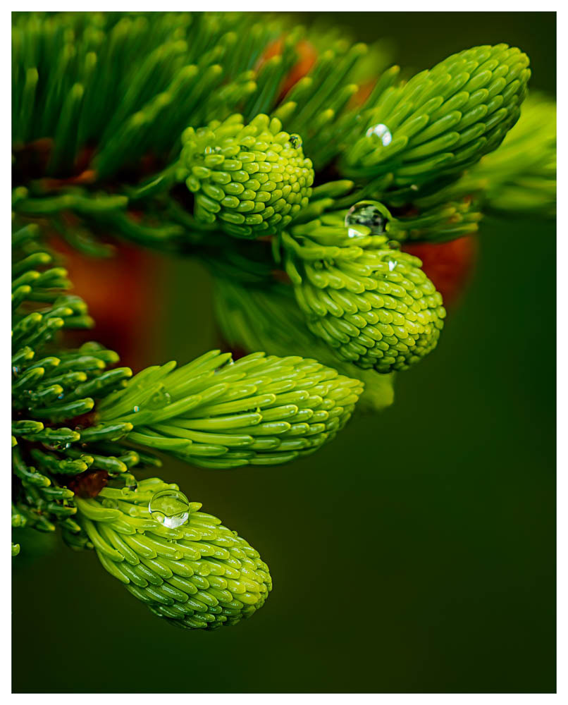 A close-up of raindrops on the new growth on a Norway Spruce tree.