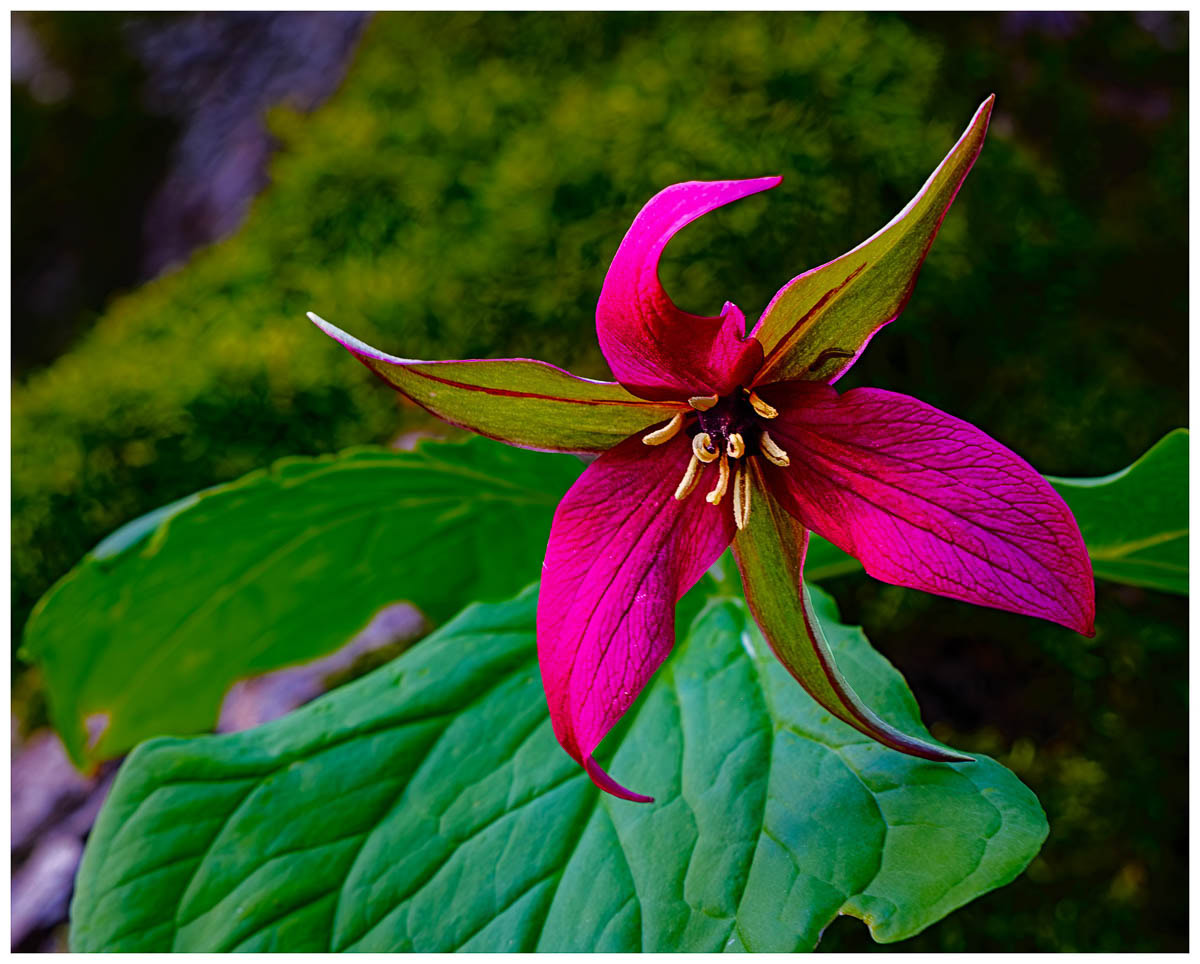 Beautiful close-up of a red Trillium flower.