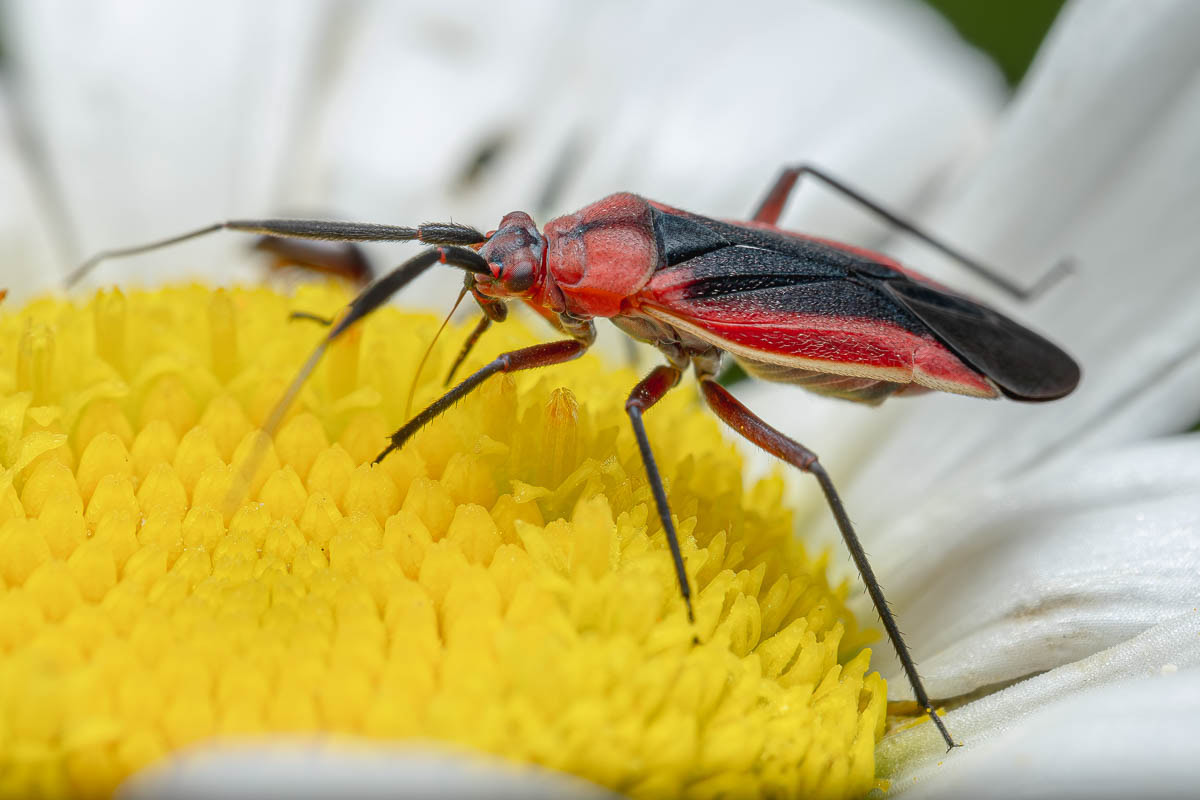 A red and black beetle on a white and yellow flower.