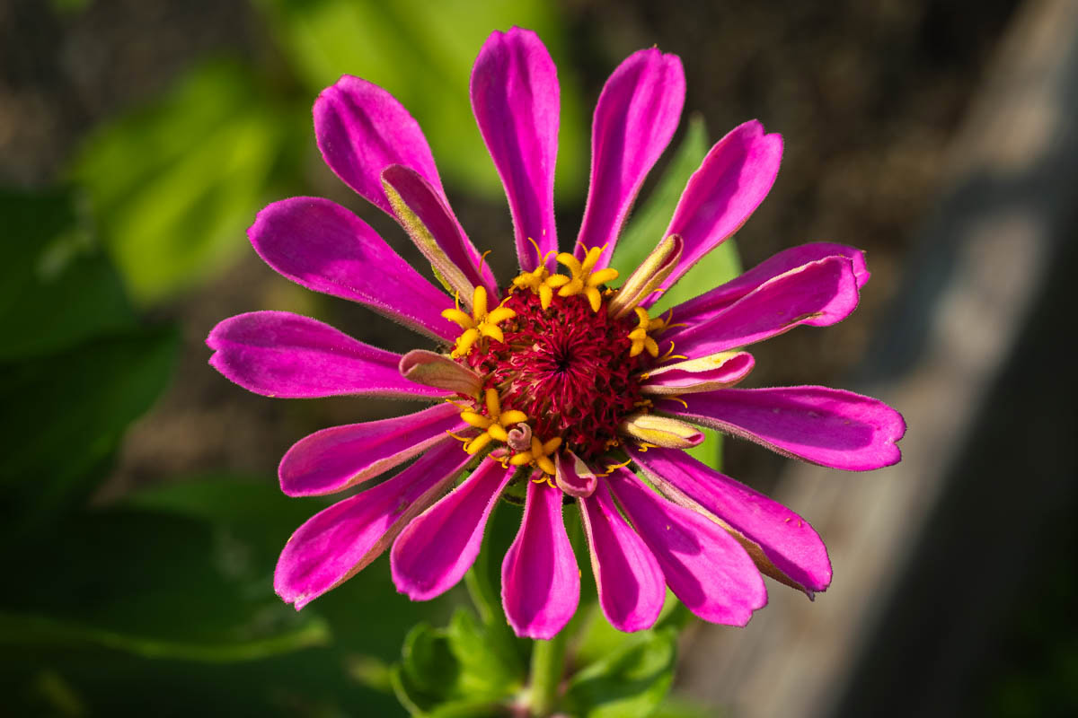 Rose-colored single petal Zinnia from the Camillus Community Garden.