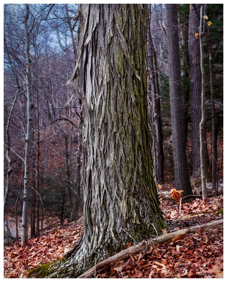 A large Shagbark Hickory Tree.