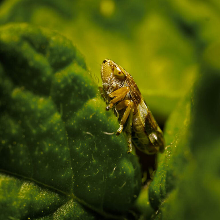 Small spittlebug up close.