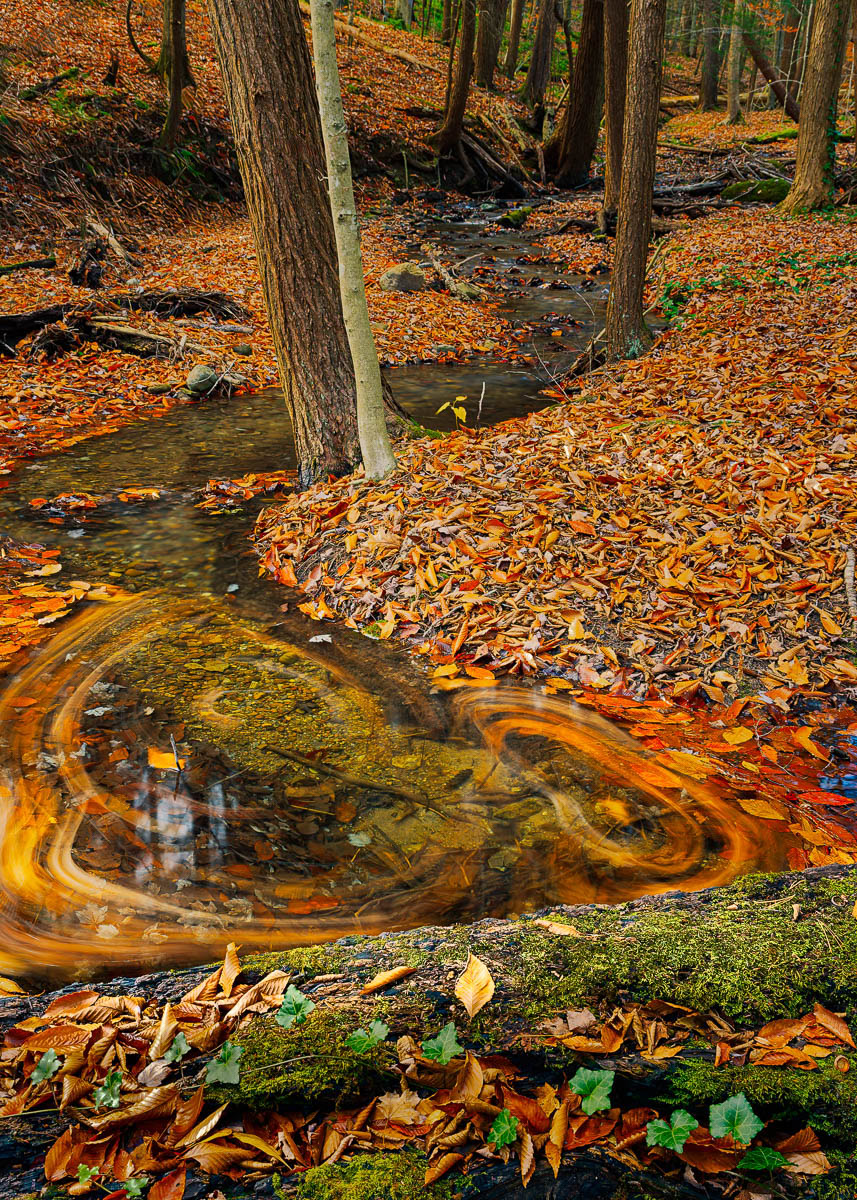 Swirling Autumn leaves behind a log dam in a small stream.